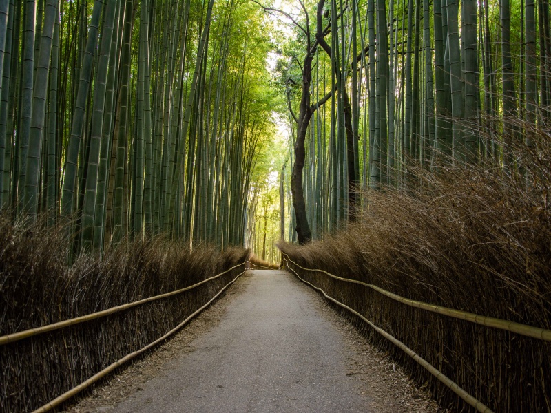 La magnifica foresta di bambu di Arashiyama a Kyoto